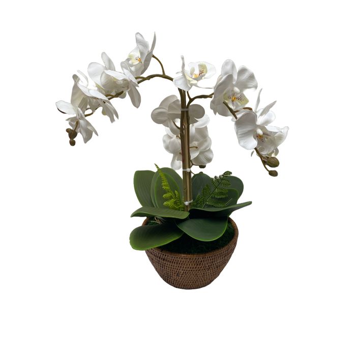 Vaso Redondo Em Rattan Com Orquidea Phalaenopsis Branca 36x47cm (lxa)