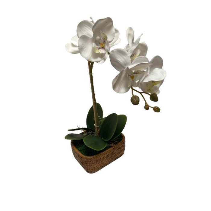 Vaso Quadrado Em Rattan Com Orquidea Phalaenopsis Branca 20x36cm (lxa)