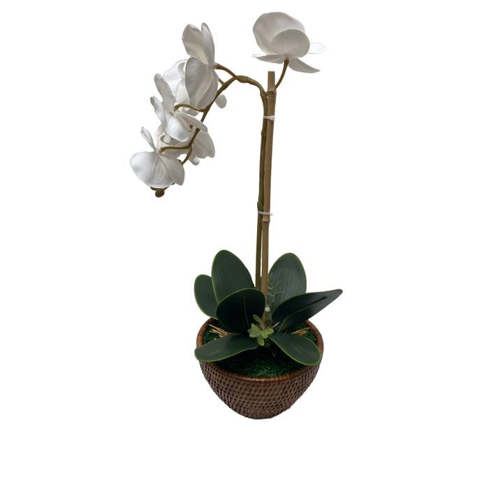 Vaso Redondo P Em Rattan Com Orquideas Phalaenopsis Branca 25x44cm (lxa)