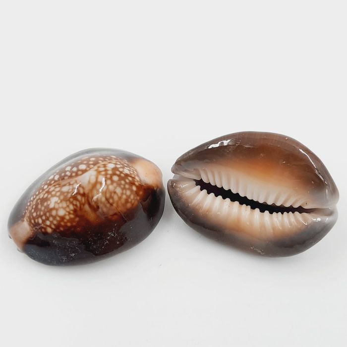 Búzio Africano com 2 Peças