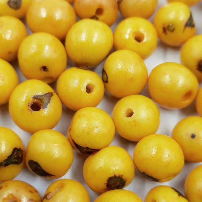 Semente De Açaí Amarela - 50 Peças