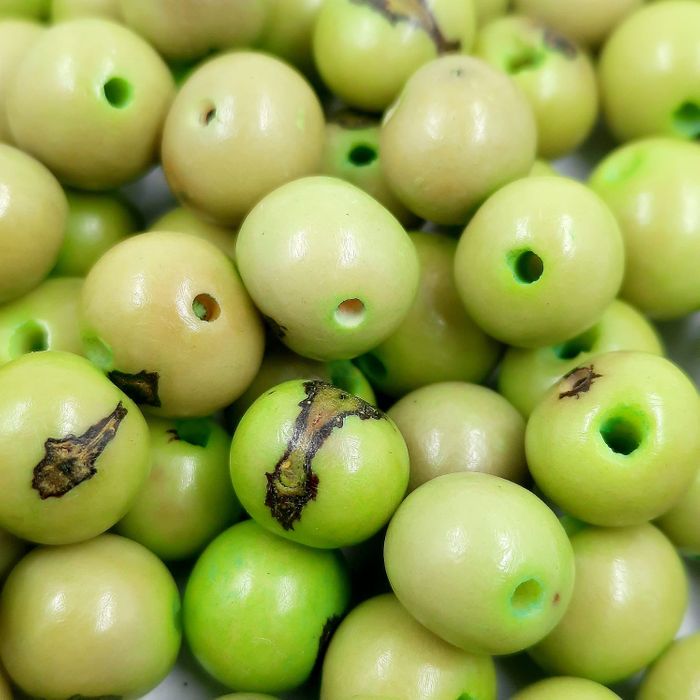Semente De Açaí Verde Folha - 100 Peças