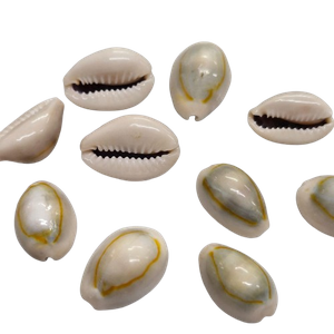 500G Búzio Natural Olho de pombo