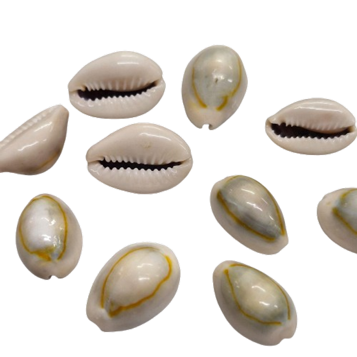 10Peças Búzio Natural Olho de pombo
