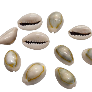 10Peças Búzio Natural Olho de pombo